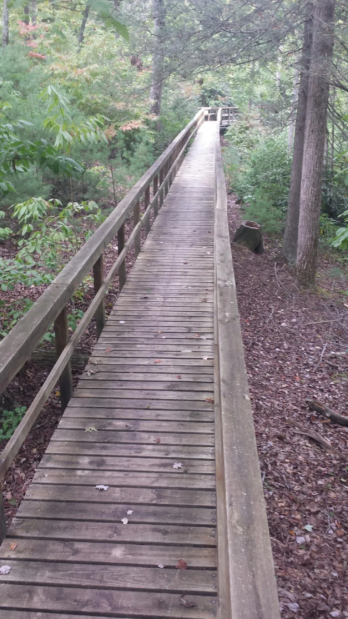 Long wood walkway with handrails built through the woods in Cerritos